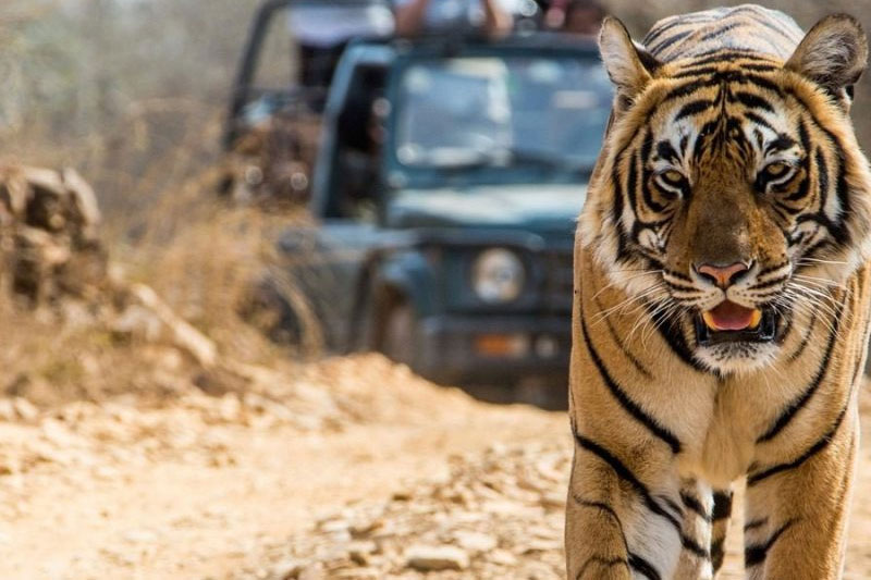 Luxury Golden Triangle With Tigers Safari