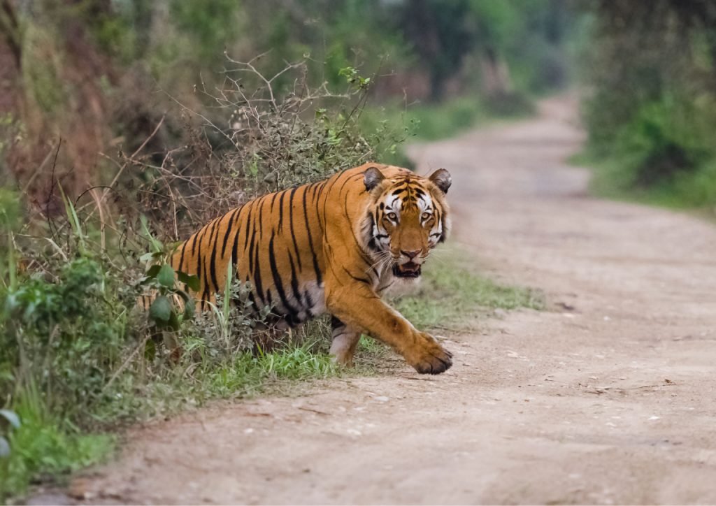 Golden Triangle Tour with Ranthambore Tiger Safari