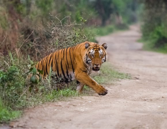 Golden Triangle Tour with Ranthambore Tiger Safari