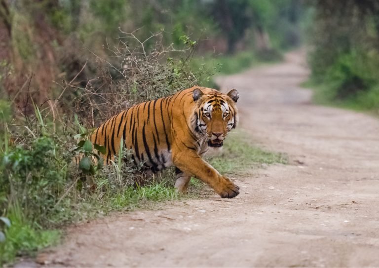 golden triangle with ranthambore tour package